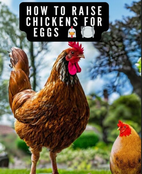 How to Raise Chickens for Eggs — book cover