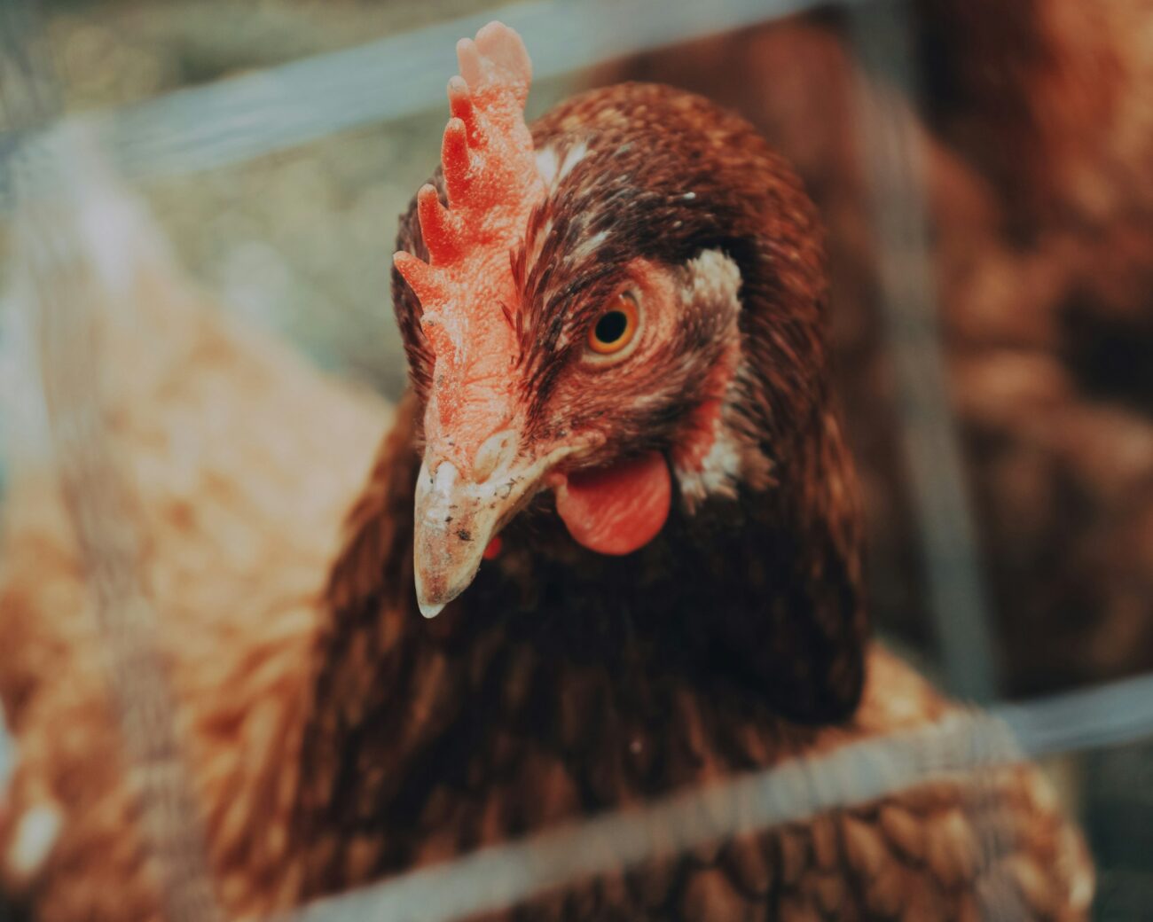 A brown hen looking out through a wire fence