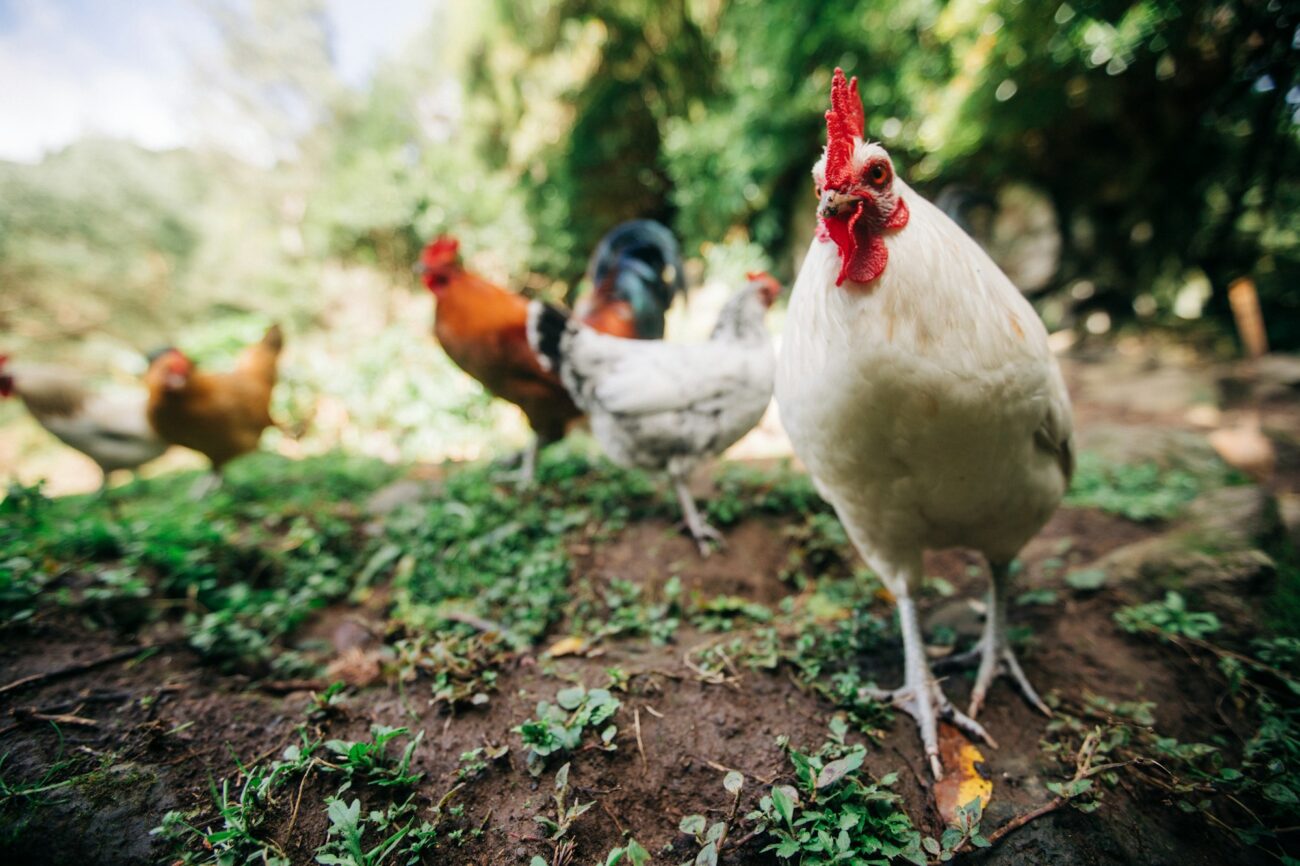 A white hen and a mixed flock foraging on bare dirt and green weeds under trees