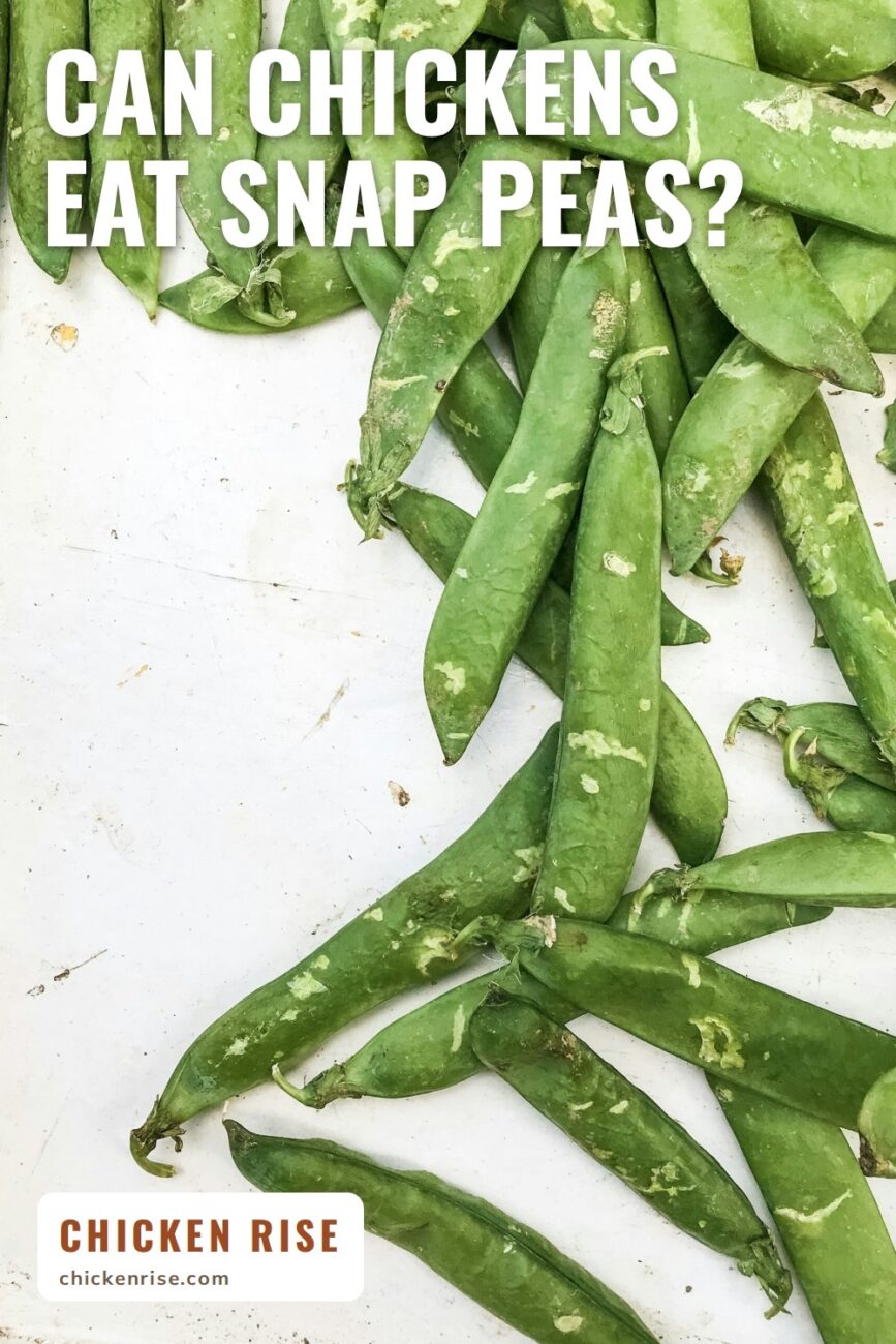 Can Chickens Eat Snap Peas?: A pile of fresh green pea pods with their stems on, spread on a white table