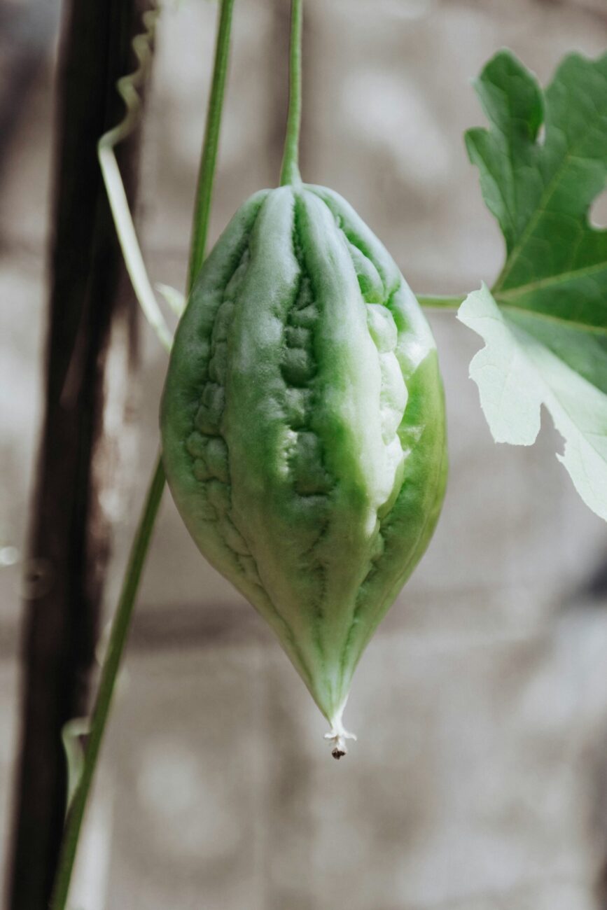 A green bitter melon hanging from its thin stem on a vine, ridged and bumpy from end to end, a lobed leaf beside it