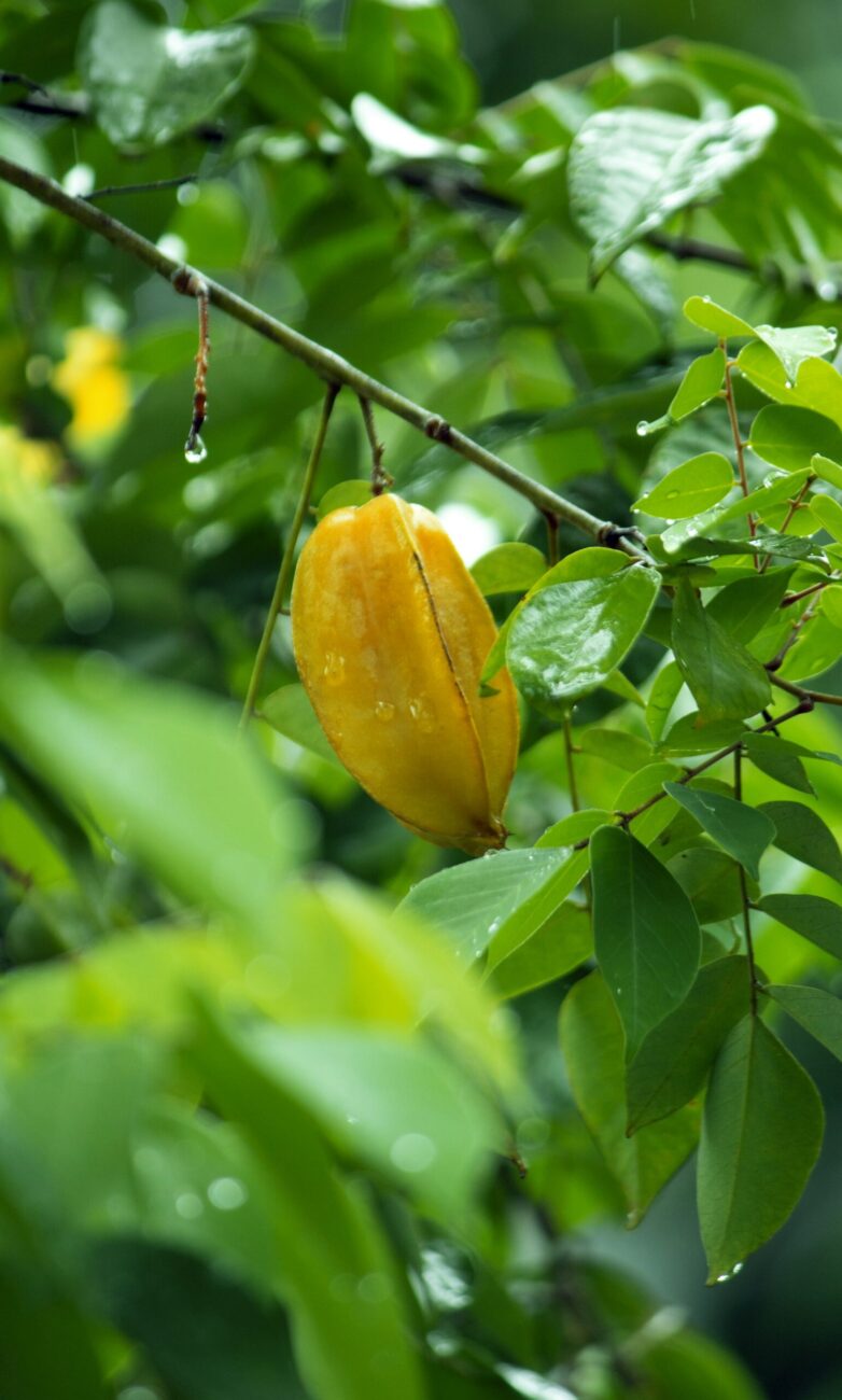 A ripe orange-yellow star fruit hanging from a thin branch among wet green leaves after rain
