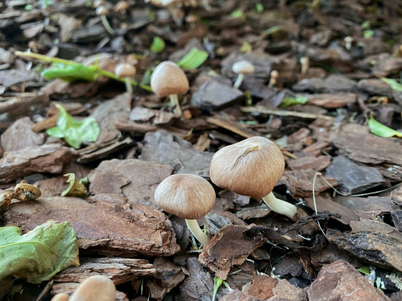 Small tan mushrooms coming up through bark mulch on the ground