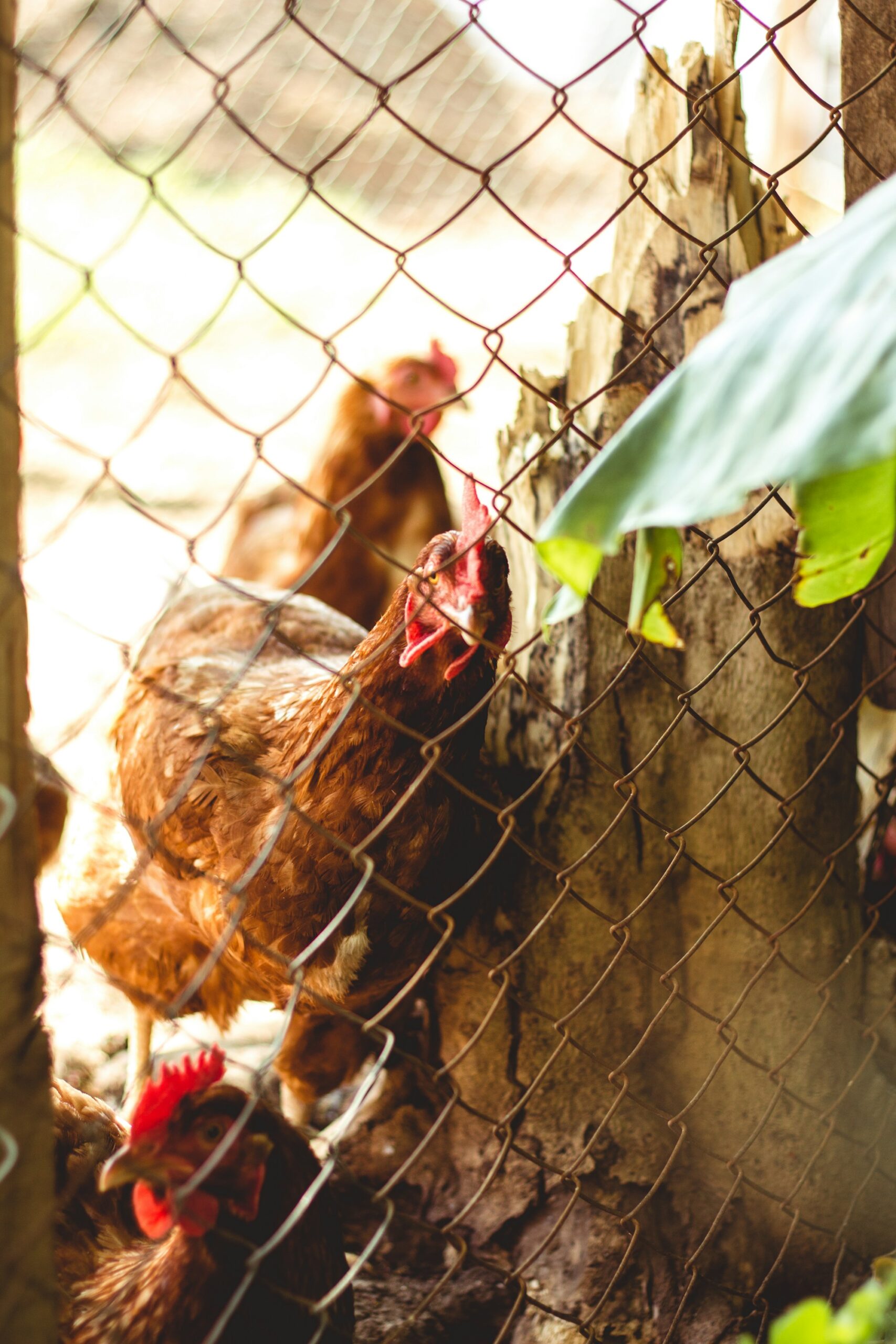 Brown hens looking out through a rusty chain-link fence beside a split wooden post