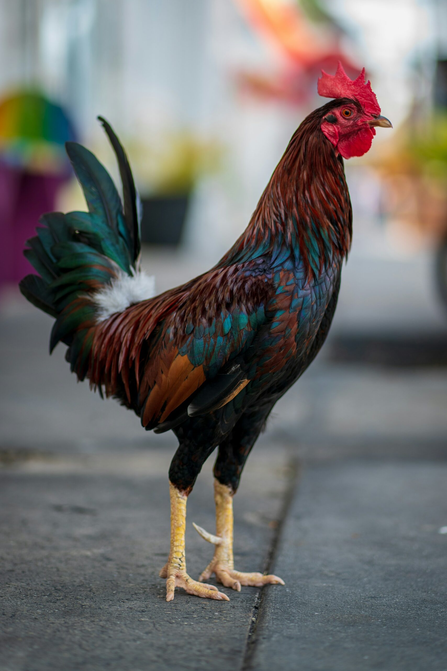 A rooster in profile on a sidewalk: a tall red comb, long neck hackles, saddle feathers and curved dark tail sickles