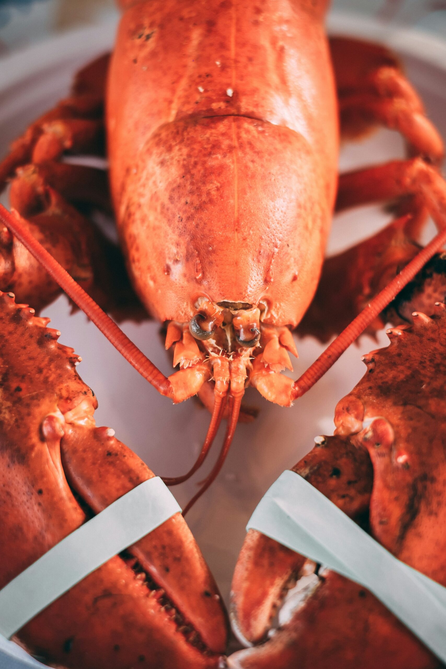 A cooked lobster seen head-on in a white dish, its red shell close up and its claws held shut with white bands