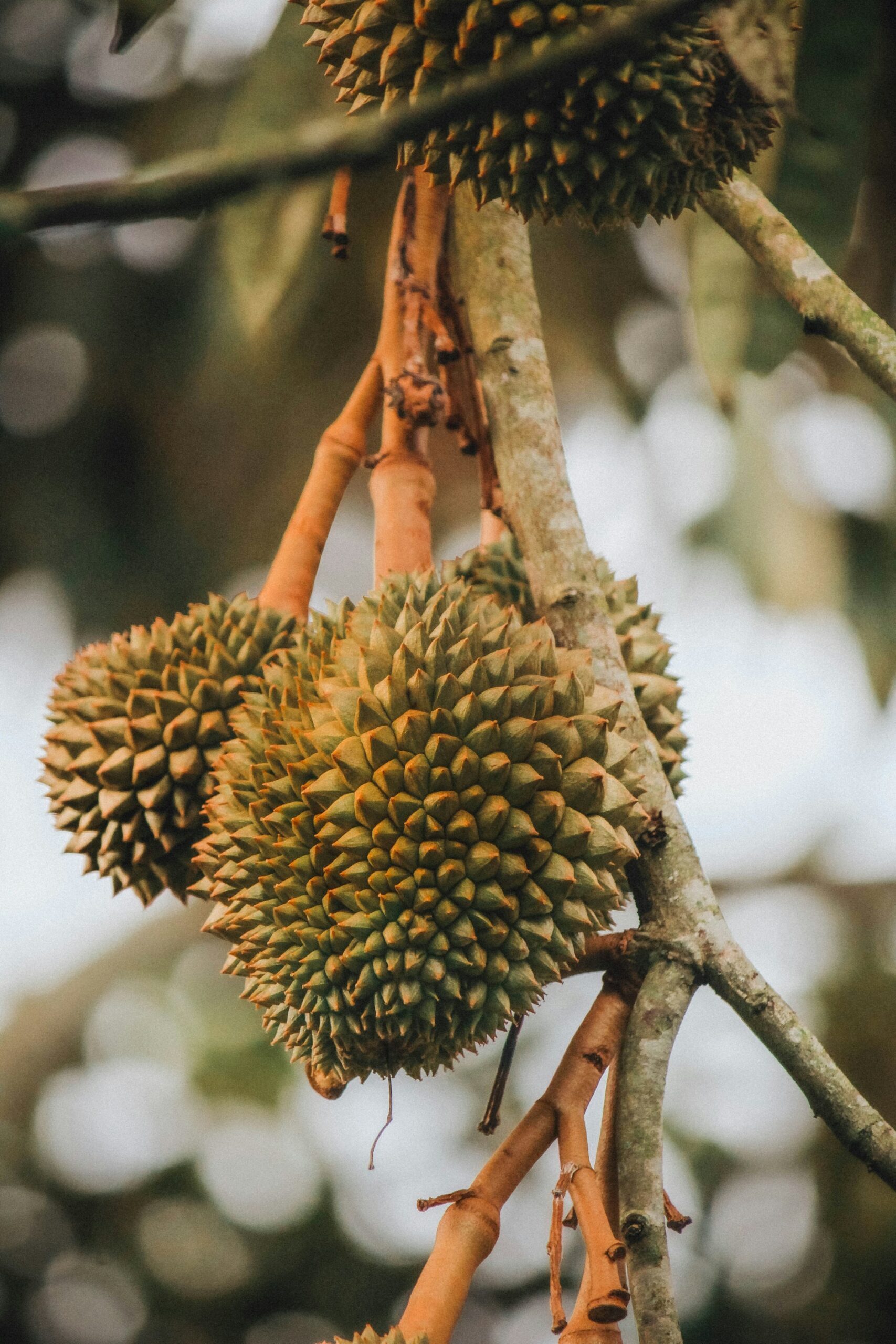 Three spiky green durians hanging on orange stalks from a gray branch, with blurred leaves and light behind