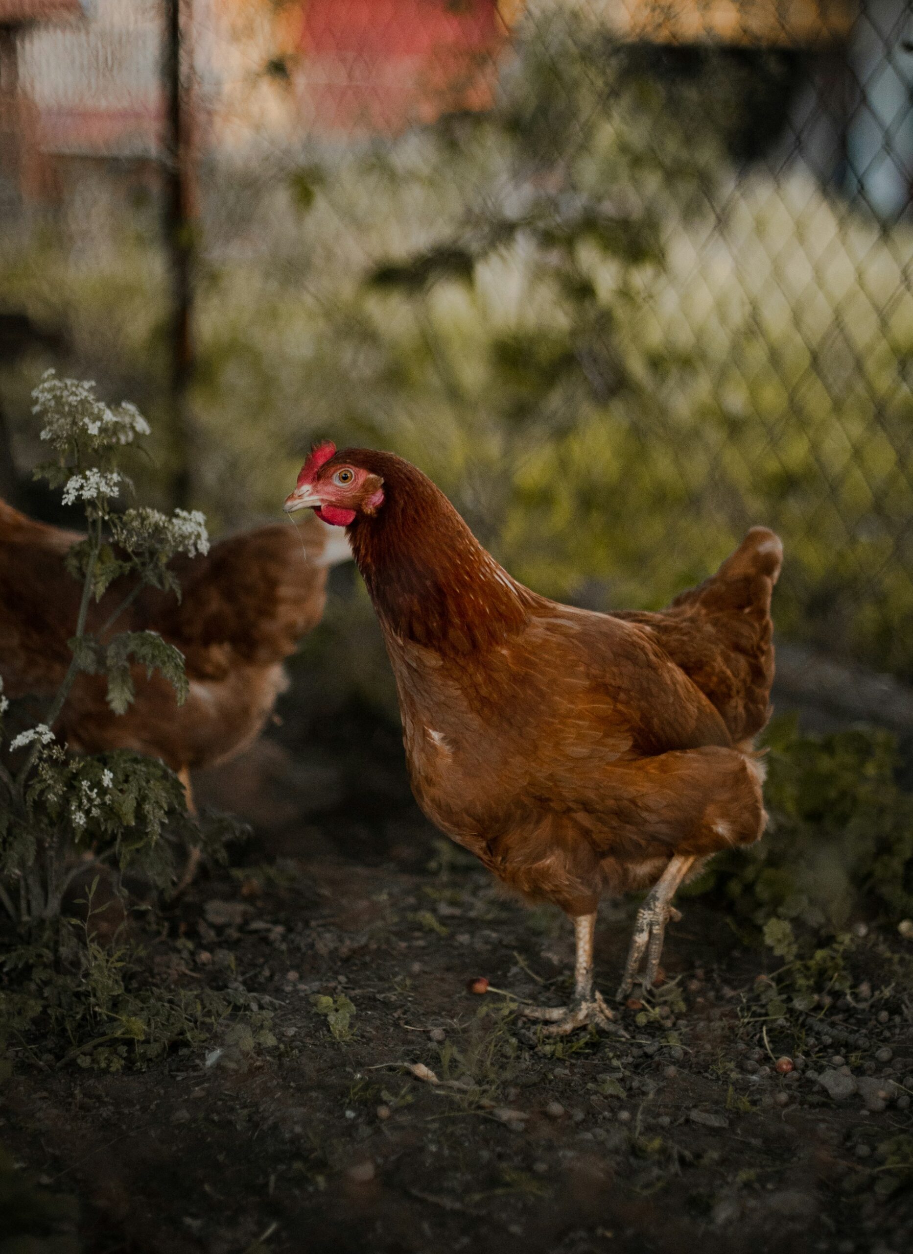 Brown hens on bare dirt in a run, a chain-link fence behind them