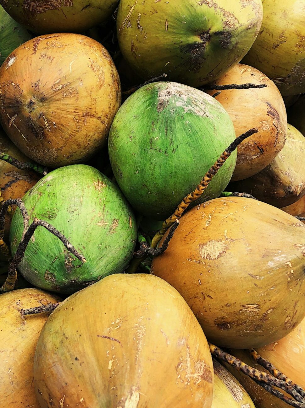 A pile of whole young coconuts, bright green ones mixed with yellow-brown ones, a few dry stems lying across them
