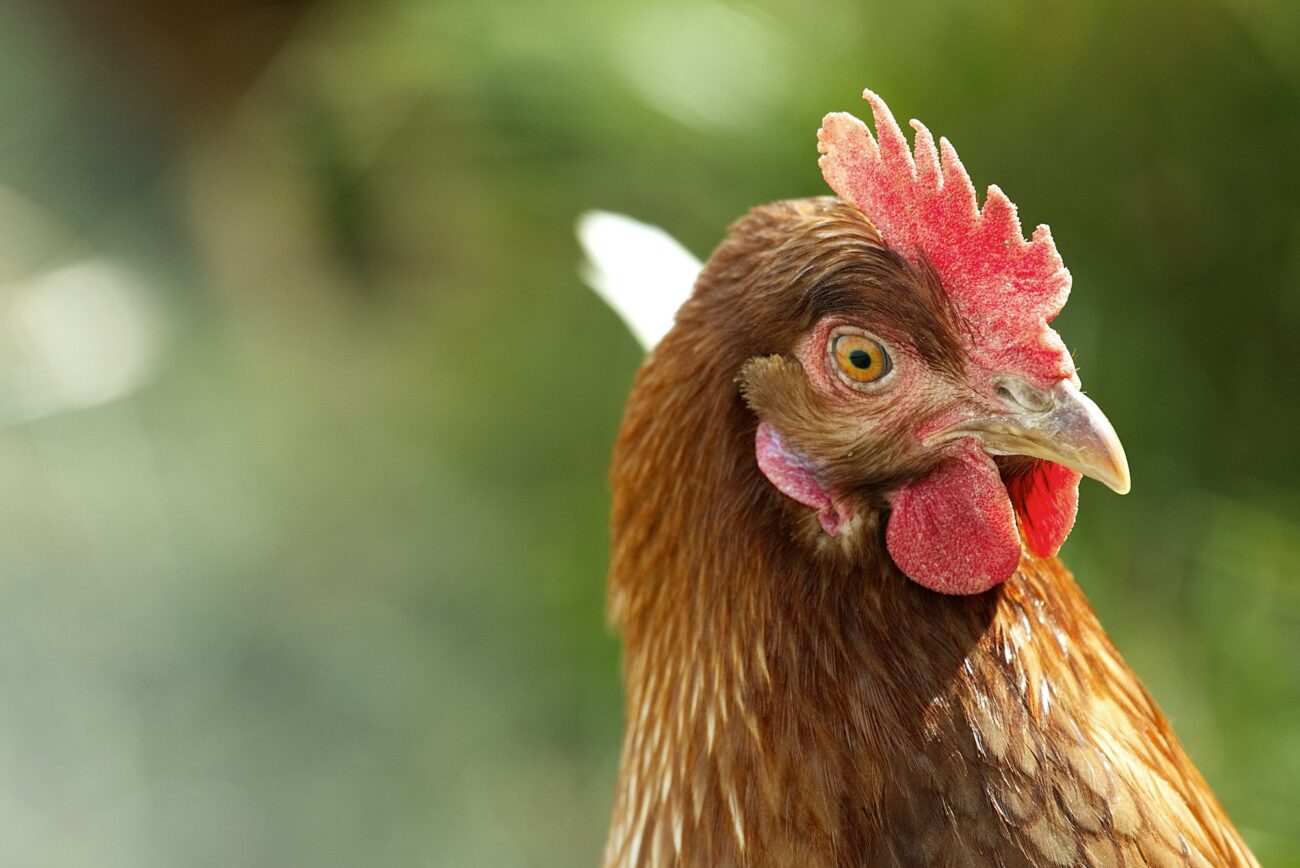 Close-up of a brown hen's head, red comb, wattles and beak