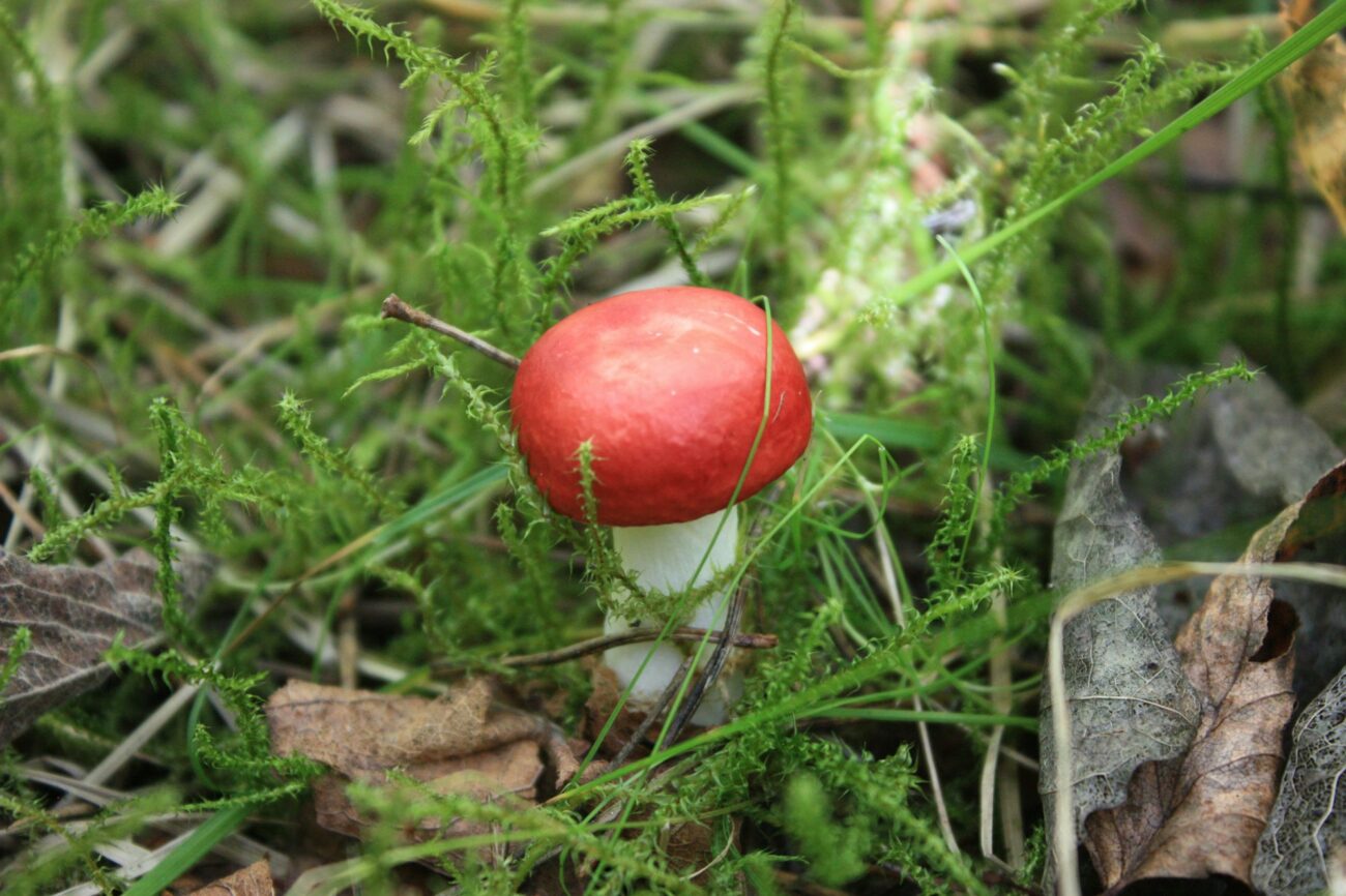 A single red-capped wild mushroom growing in the grass among dead leaves