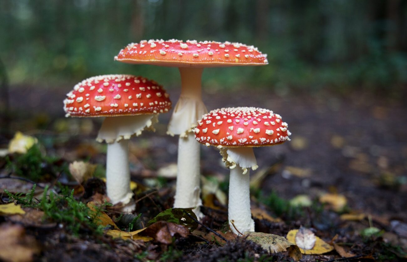 Three fly agaric mushrooms with red caps, white spots and white rings on their stems, on a forest floor