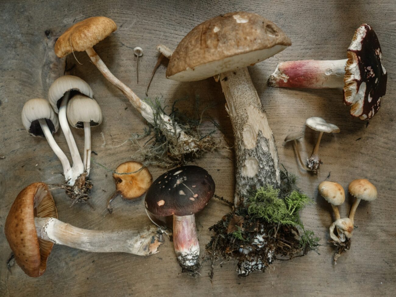 Several kinds of whole wild mushrooms, dug up with their bases and soil, laid out on a wooden board