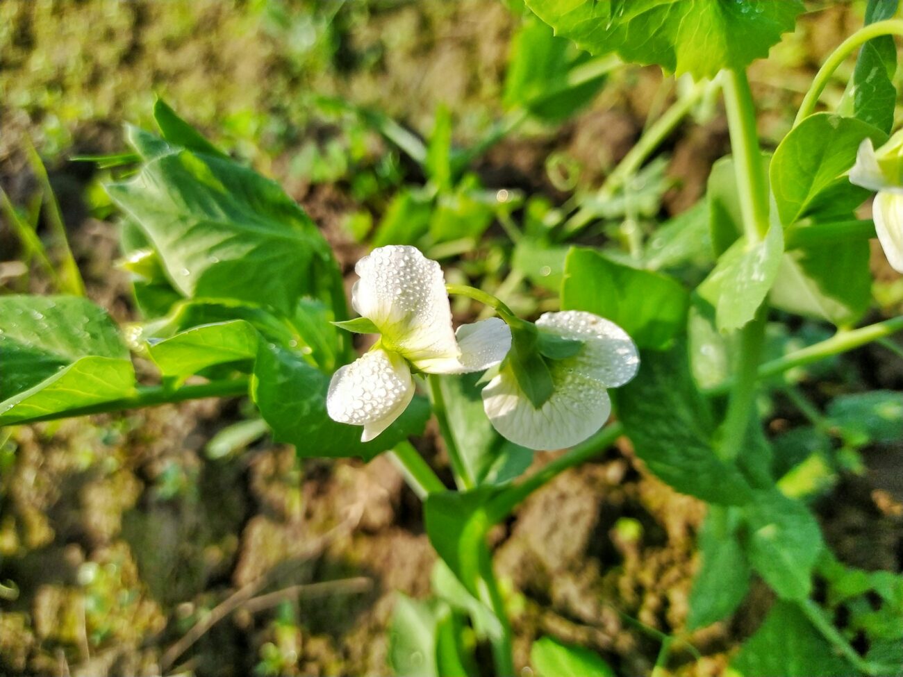 White pea flowers with dew on a green pea plant growing in garden soil