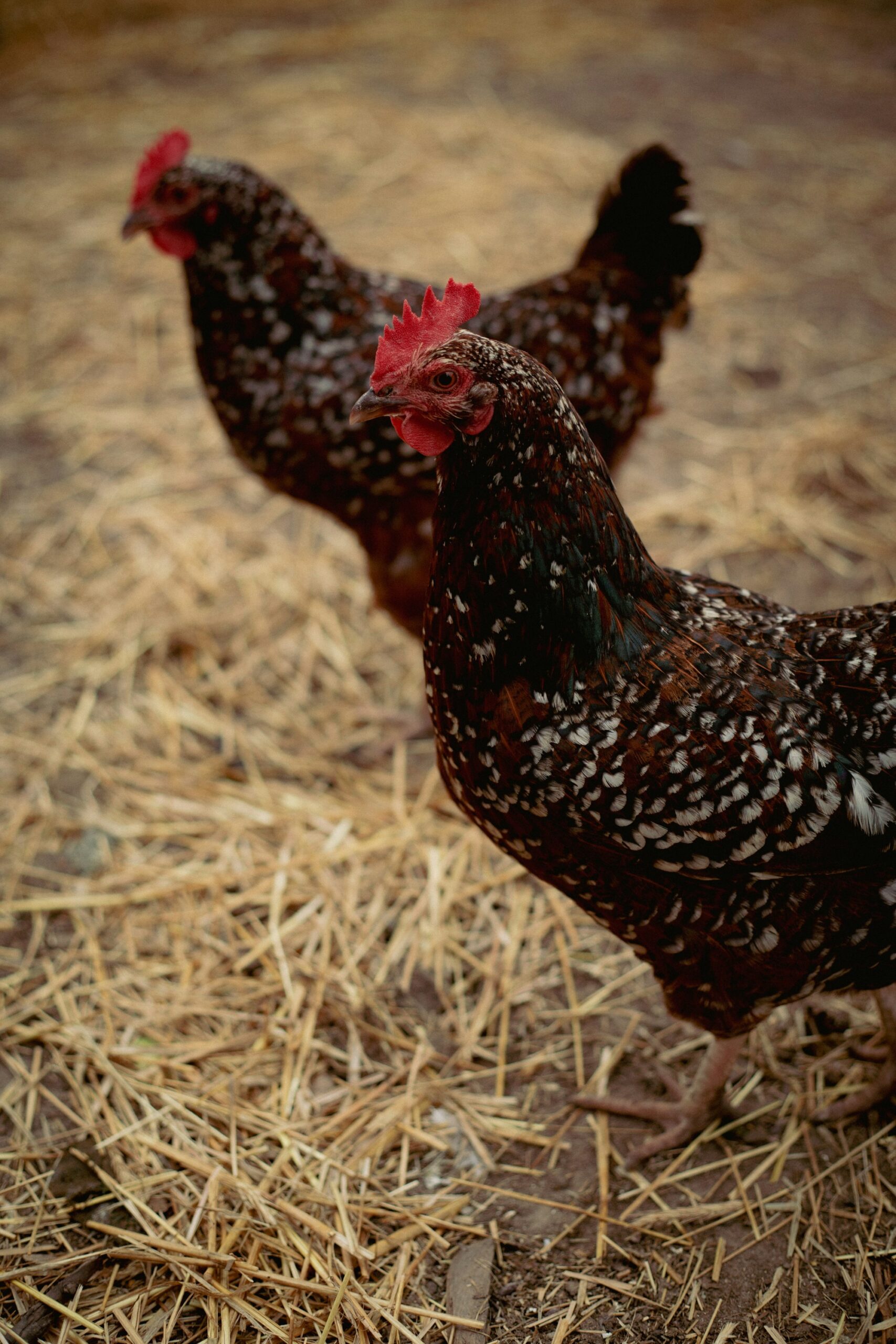 Two speckled hens on dirt scattered with straw