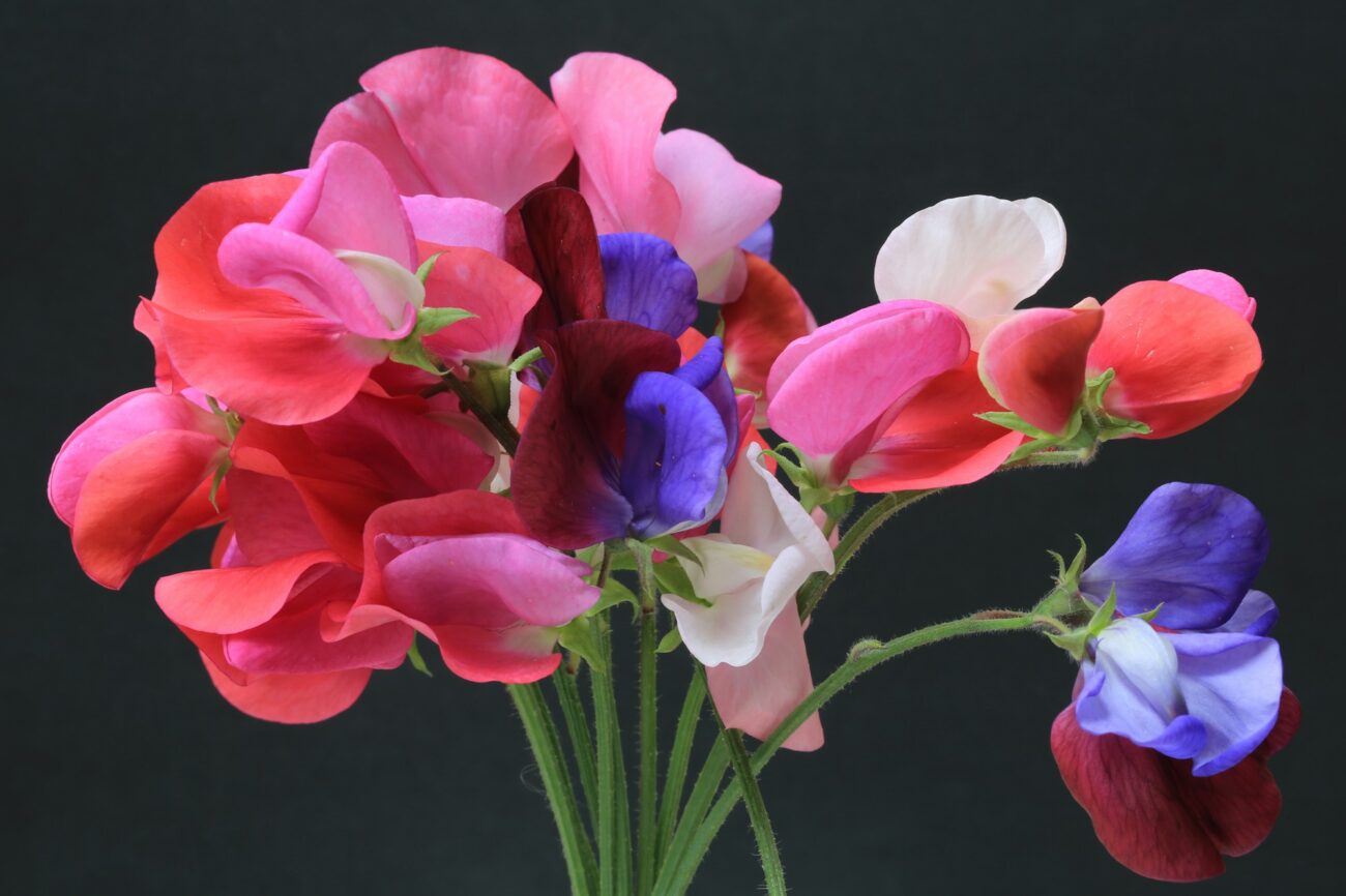 A bunch of pink, red, white and purple sweet pea flowers against a dark background