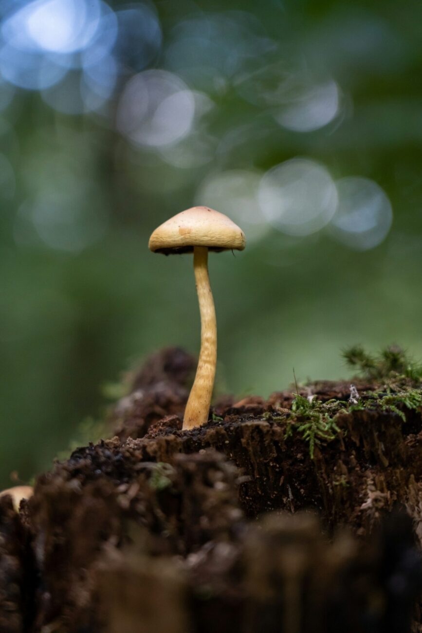 A thin tan mushroom growing out of a rotting tree stump with moss