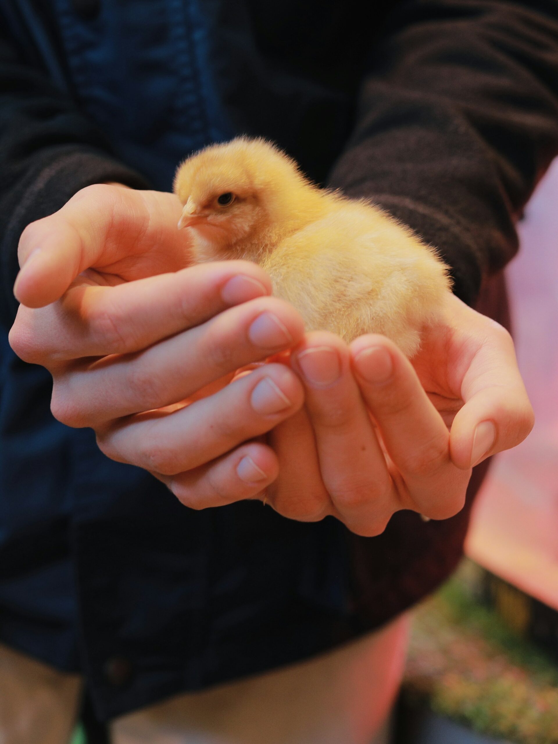 A fluffy yellow chick cupped in two hands in front of a dark shirt
