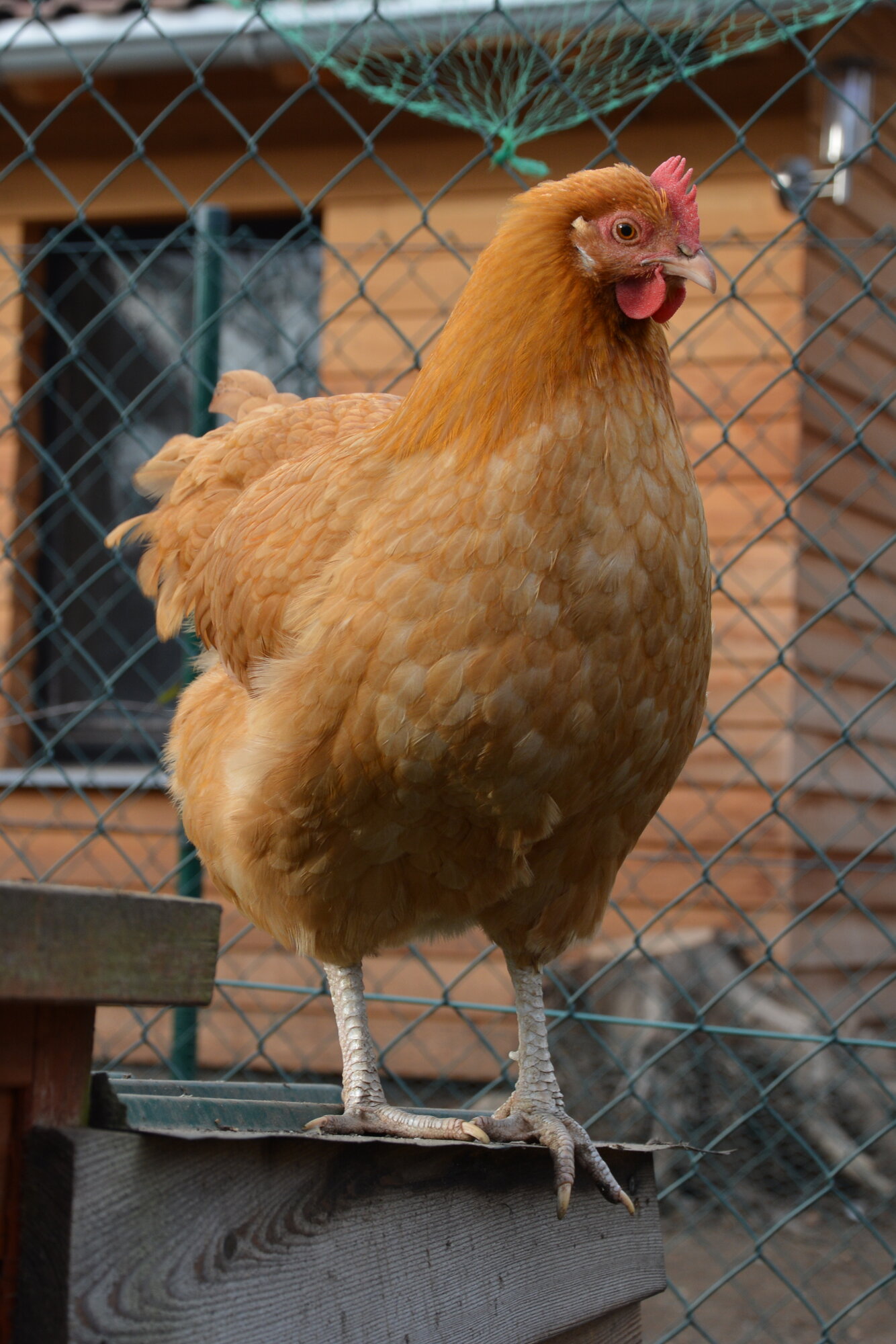 A buff hen standing on the edge of a wooden box in a fenced run, a green net hung above her