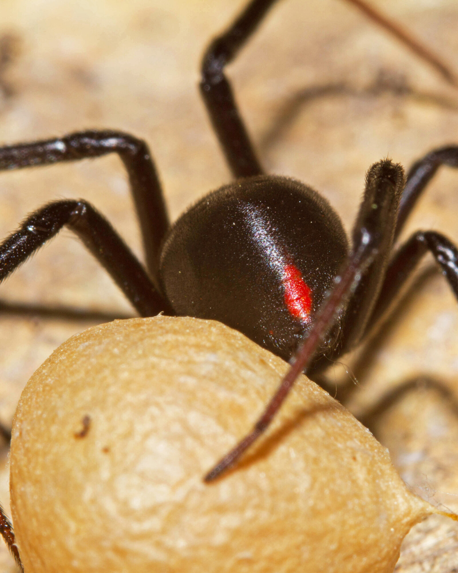 A glossy black widow spider with a red mark at the side of her abdomen, standing over her round tan egg sac on pale rock