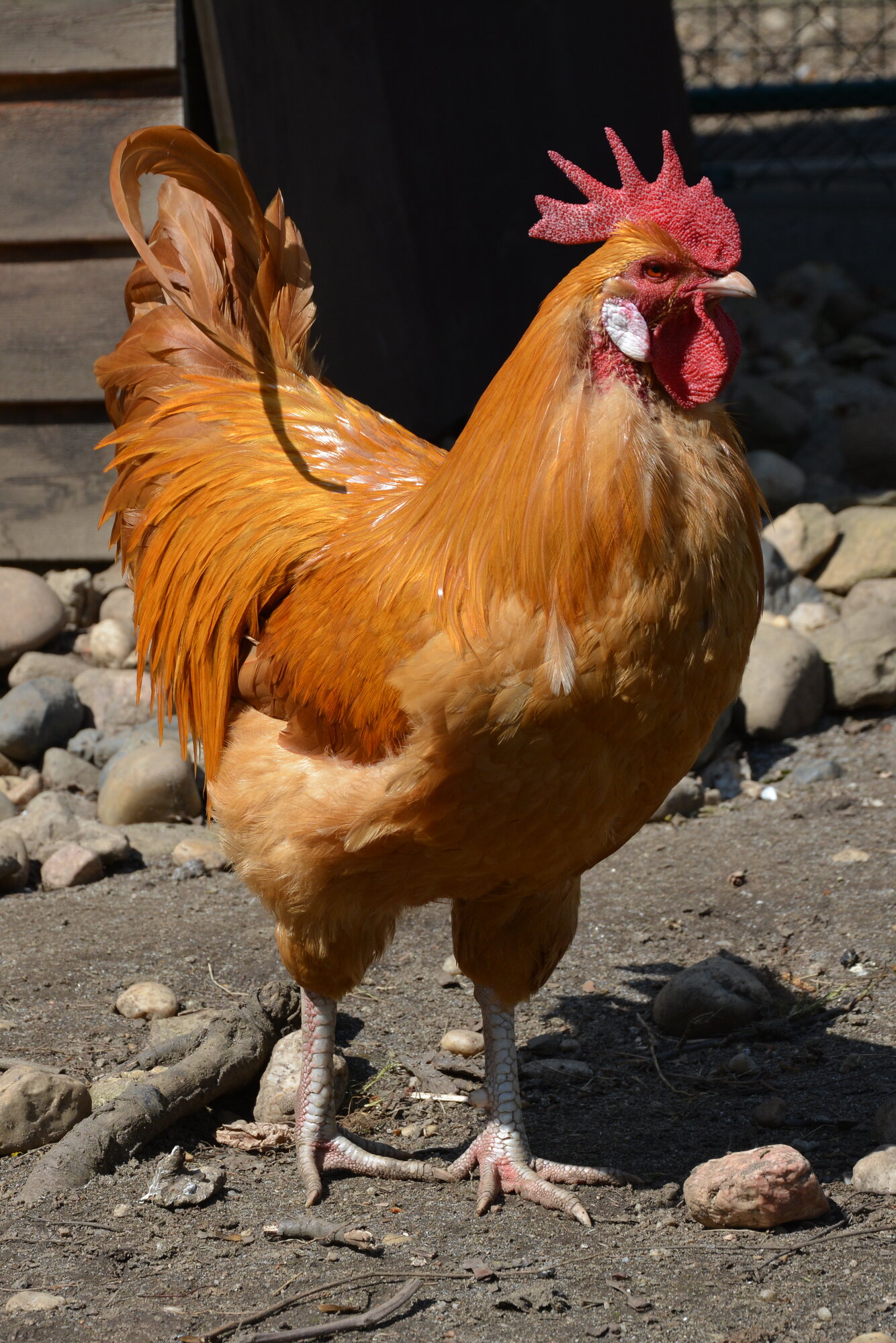 A golden-buff rooster standing tall on a stony dirt yard by a wooden shed, with a big red single comb, long red wattles, a white earlobe and one curved tail feather lifted by the wind