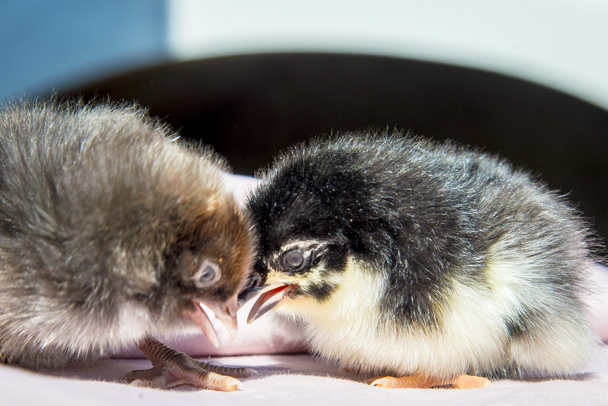 Two day-old chicks beak to beak on a pink cloth, one smoky brown and one black with a cream breast