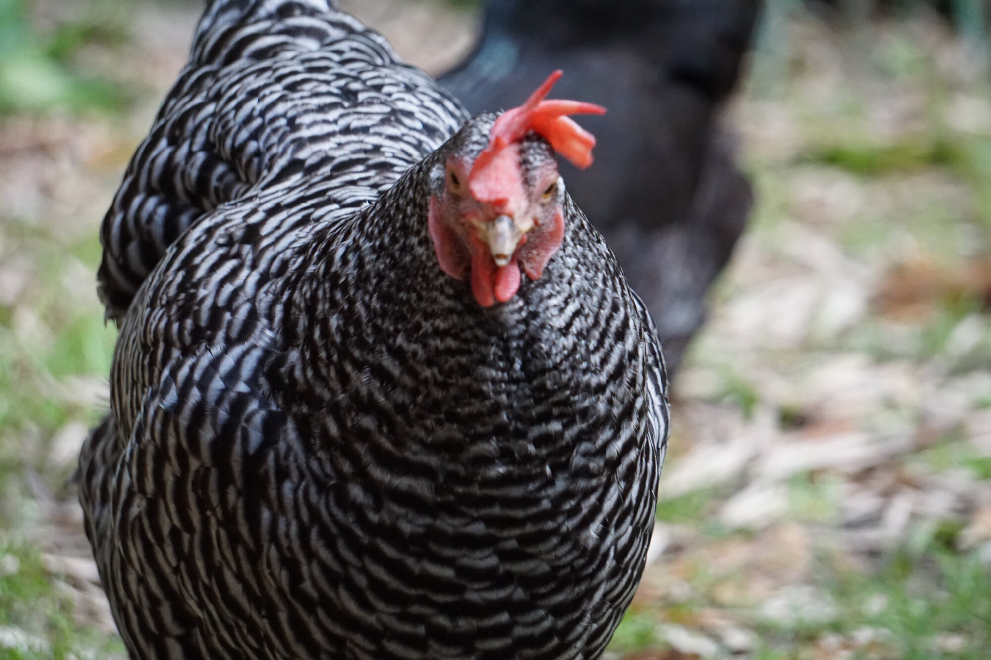 A Barred Plymouth Rock hen facing the camera, her black and white bars crisp and even, with a red single comb and a black hen blurred behind her