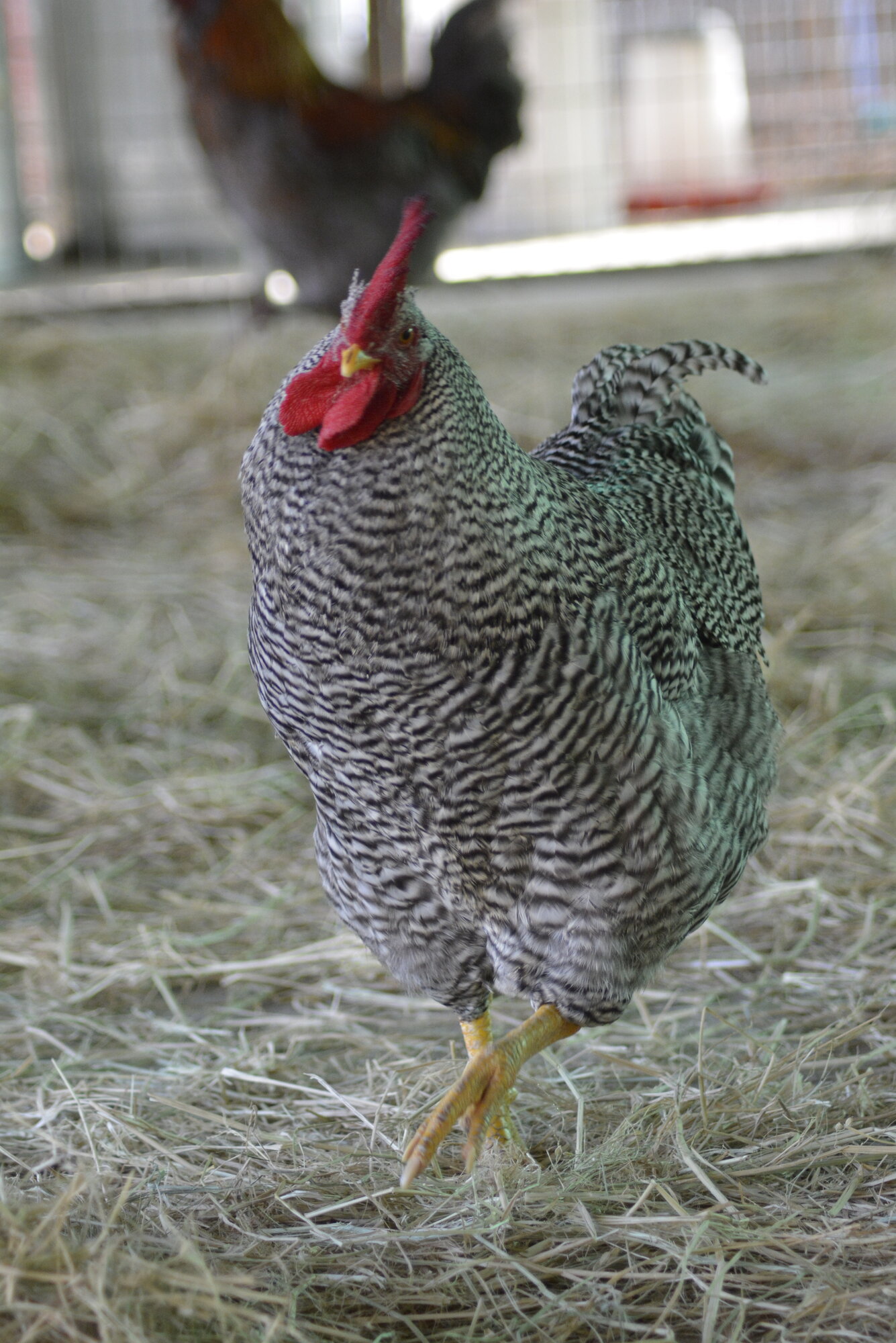 A Barred Rock rooster walking toward the camera through straw in a barn, black-and-white barred feathers from his neck to his tail, a red single comb and wattles, and clean yellow legs