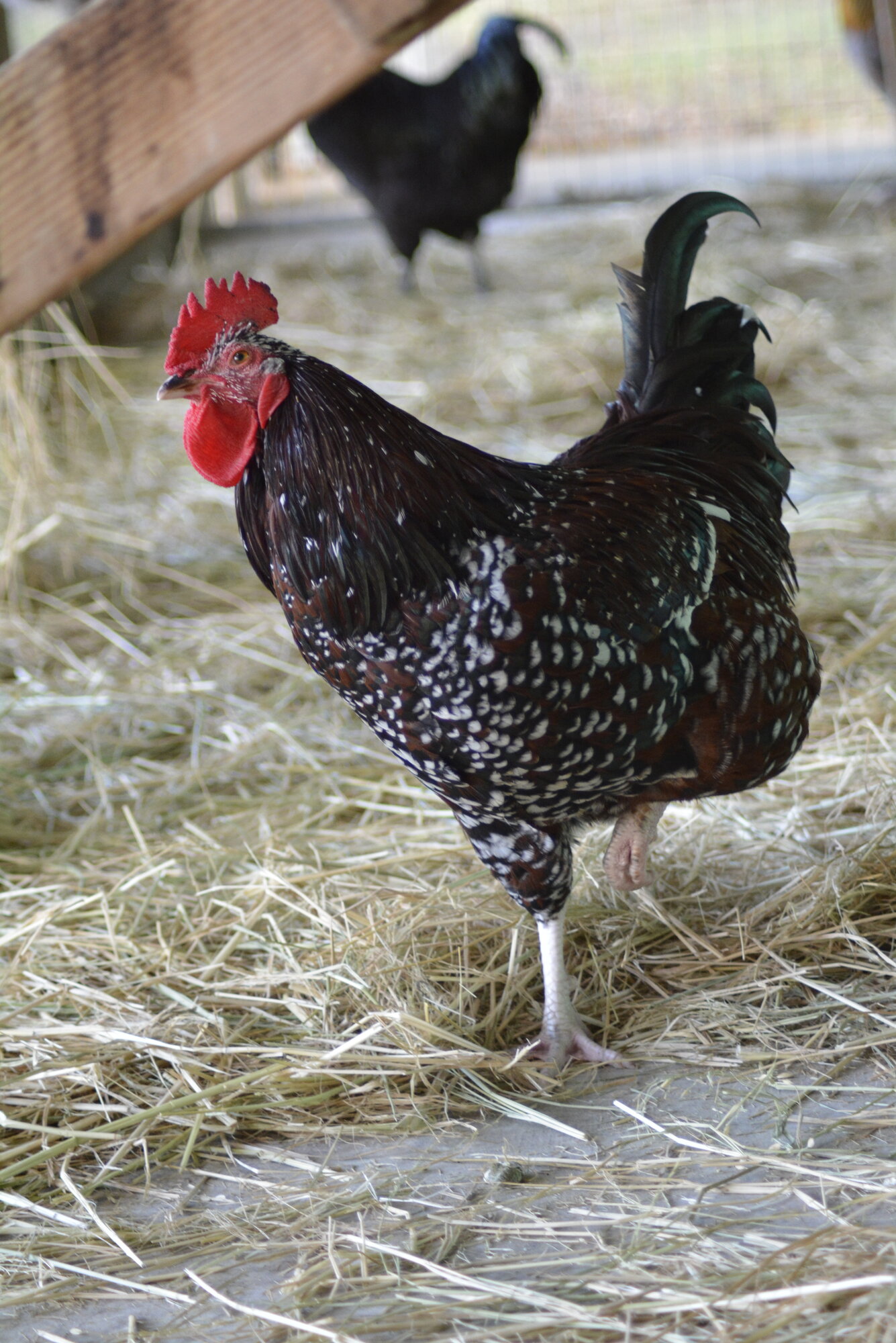 A Speckled Sussex rooster standing in straw, his mahogany feathers tipped with white spots, with a red single comb and a dark green tail
