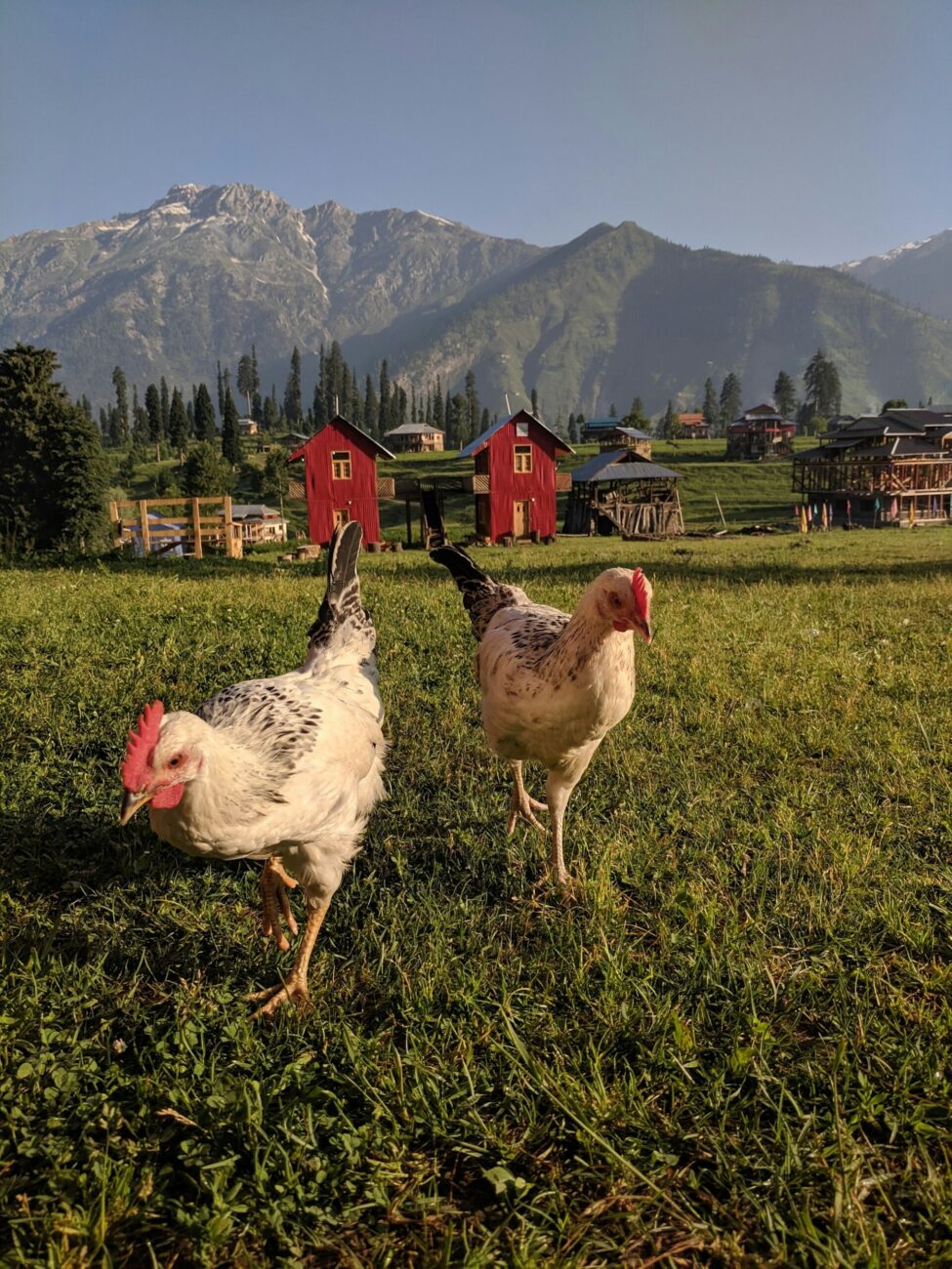 Two light hens with dark flecks walking across an open meadow in low sun, red cabins and mountains behind them
