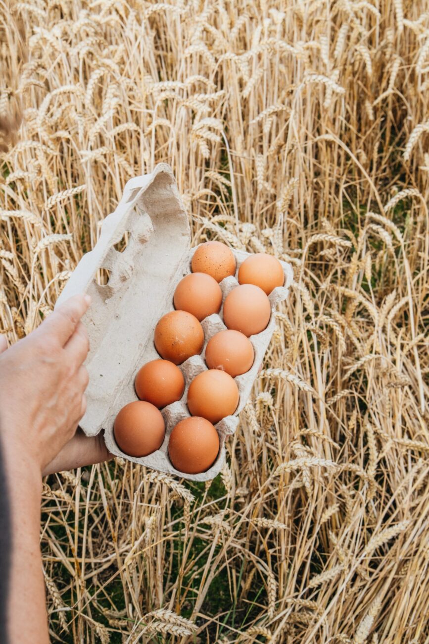 A hand holding an open carton of ten fresh brown eggs in front of a wheat field