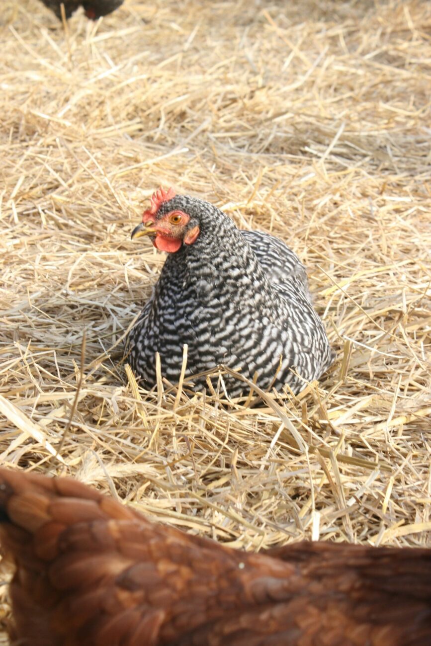 A barred hen sitting low in loose straw, with another hen blurred in front of her