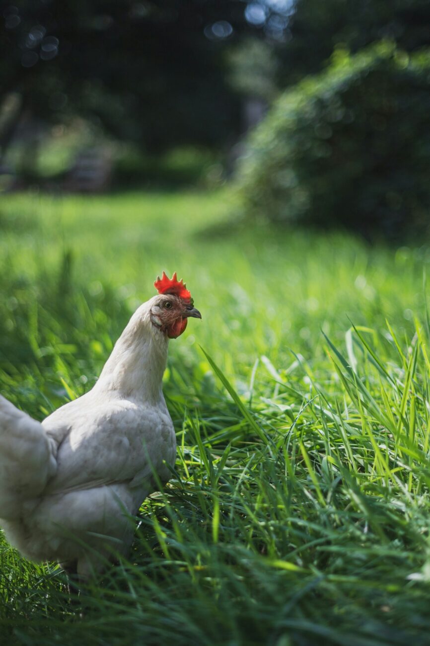 A white hen standing in tall green grass with shrubs and trees right behind her