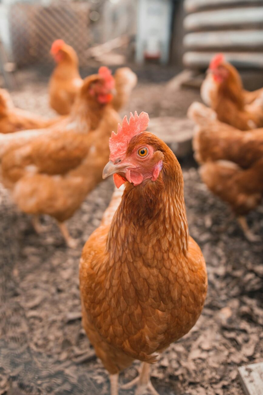 A red-brown hen in front of a flock of similar hens on bare scratched dirt inside a wire and metal run