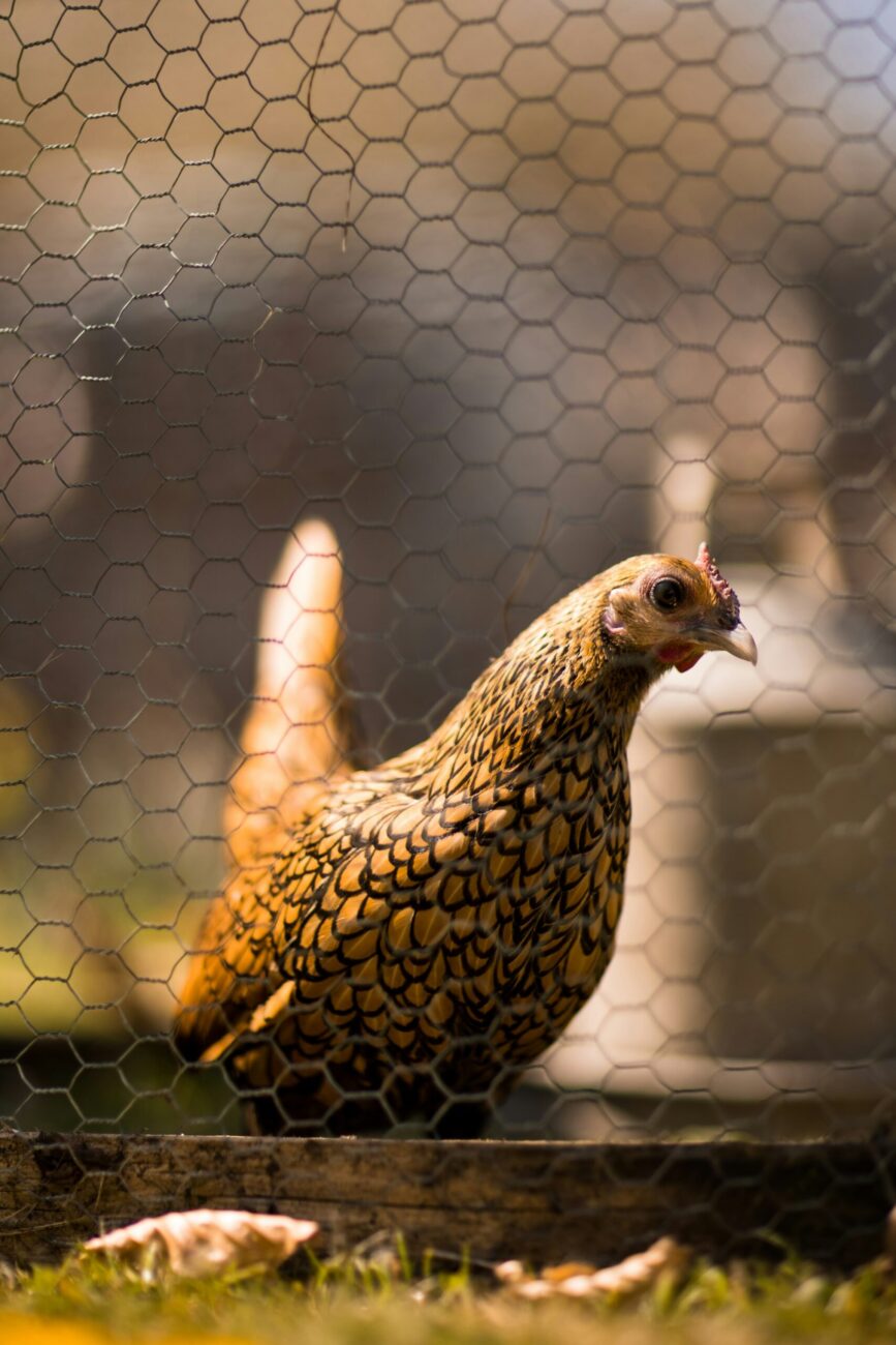 A gold-laced hen looking out through hexagon chicken wire above a wooden board