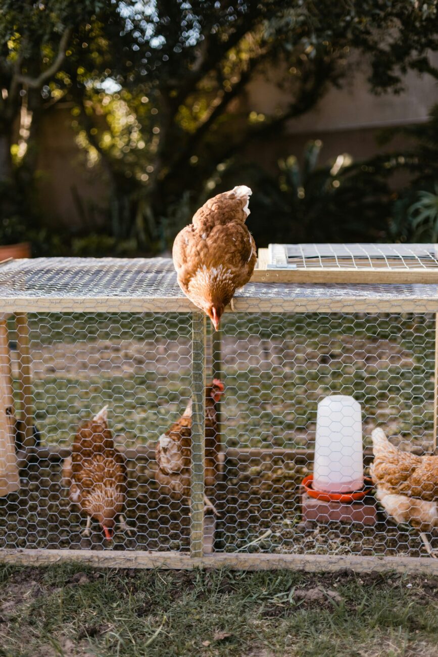 A low wooden run covered in chicken wire with a hinged wire lid, one hen standing on top, three hens inside and a waterer raised on a brick