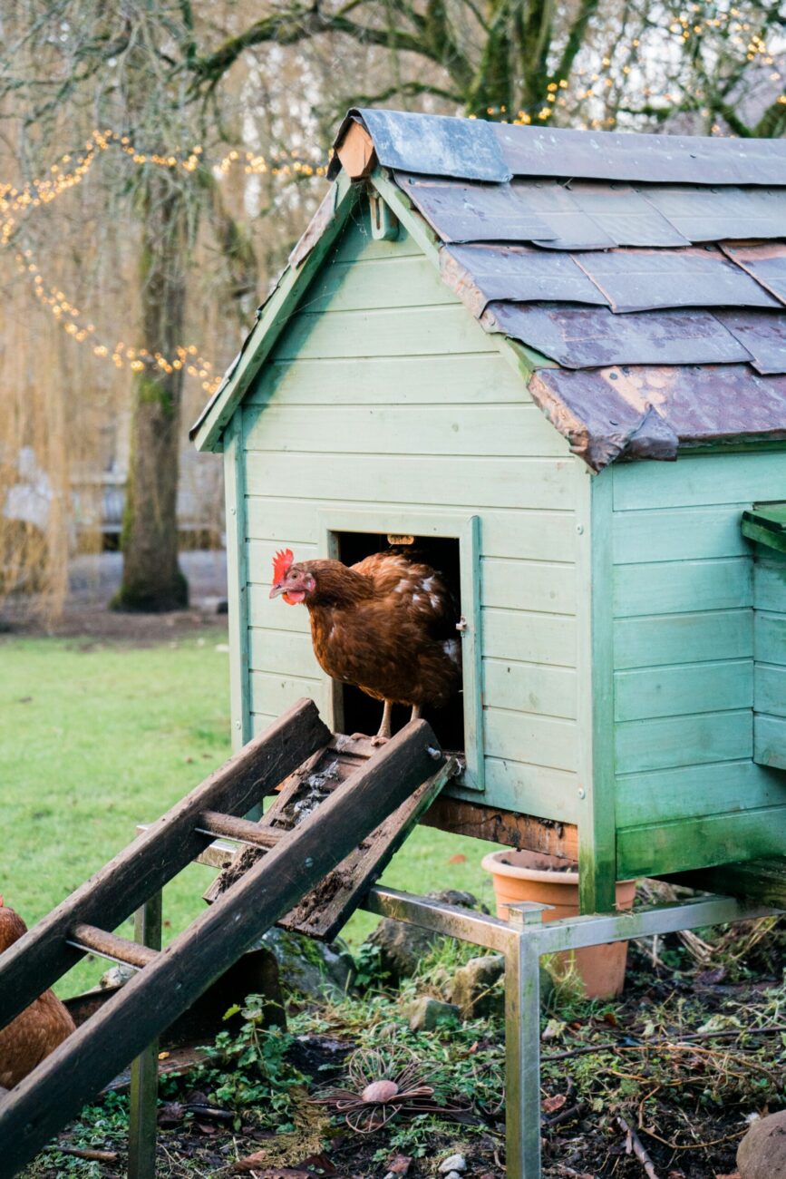 The same small green coop from farther back, with a lidded box on its side and bare winter trees behind