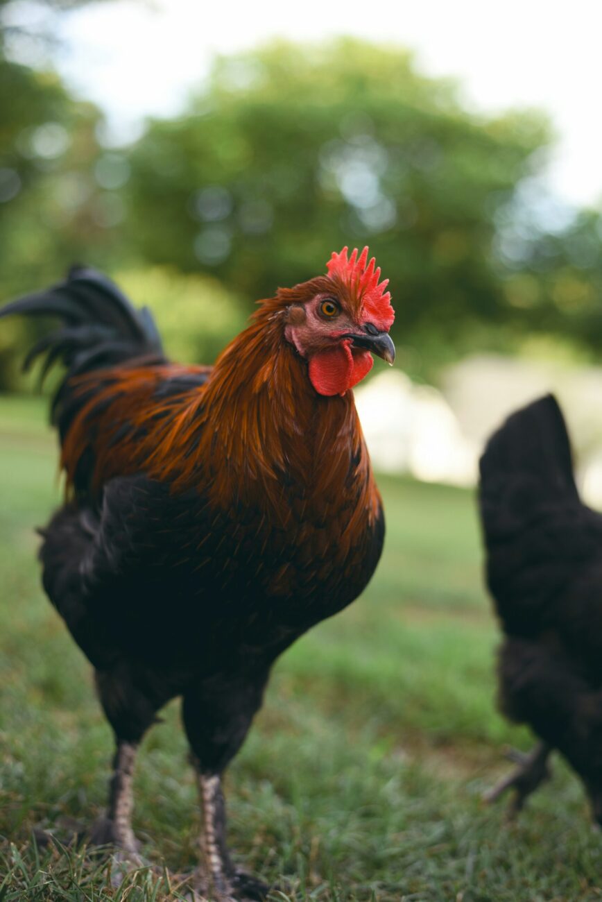 A black and copper rooster standing on grass beside a black hen