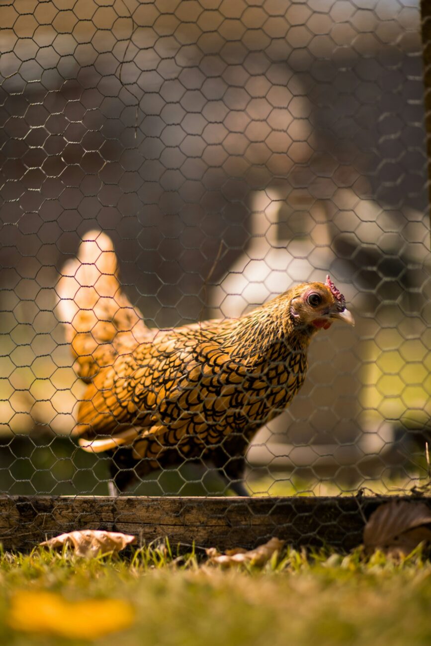 The same hen walking along a run wall of chicken wire stapled to a wooden rail, with grass and dead leaves outside