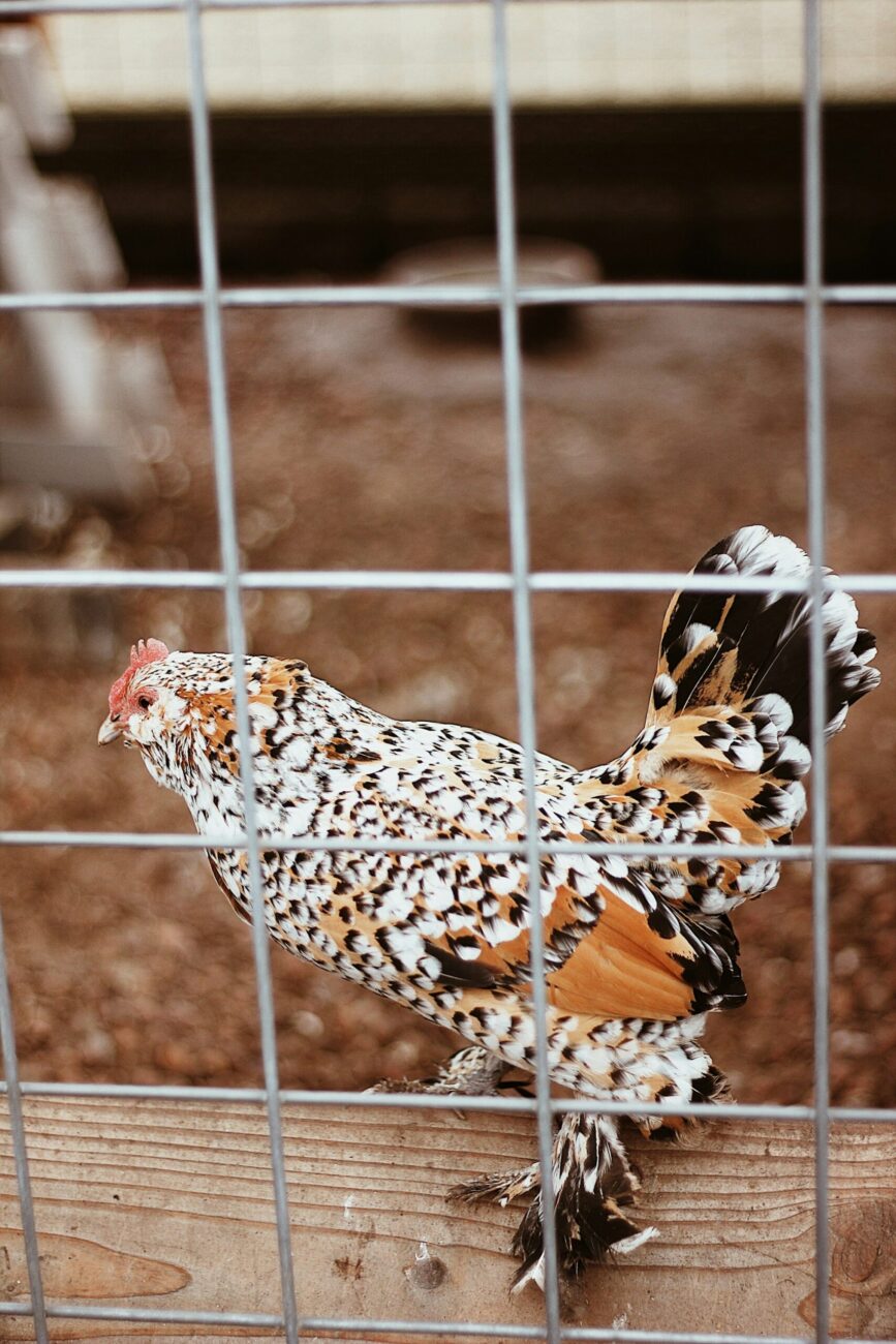 A small speckled hen with feathered feet standing on a board behind a welded wire panel with large openings