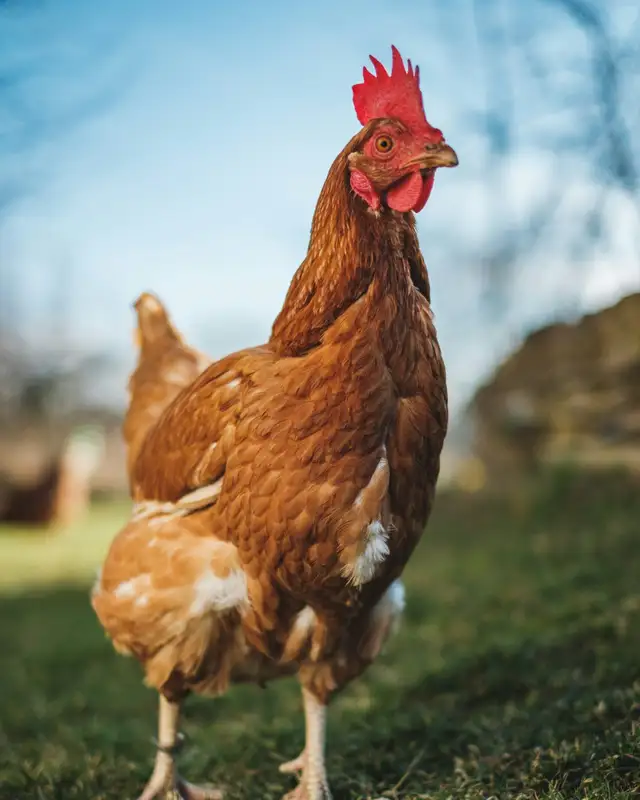 A brown laying hen standing on a green lawn, a second hen behind her