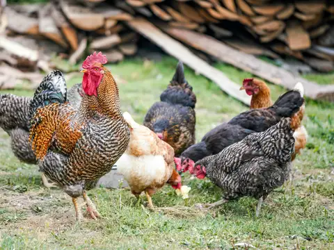 A barred rooster and his hens pecking at the grass