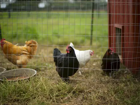 Four hens inside a wire-fenced run beside a red barn