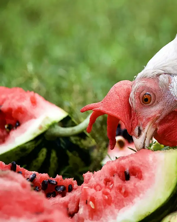 A white chicken with a red comb pecking at broken watermelon on the grass