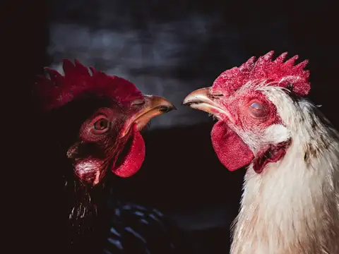 Two chickens face to face, one black and one white