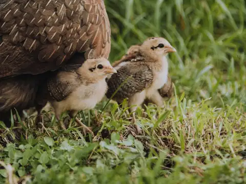 A brown hen standing in long grass with two small chicks pressed against her side